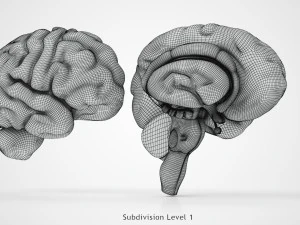 Anatomie van de hersenen 3D Model