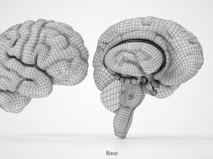 Brain Anatomy 3D Model