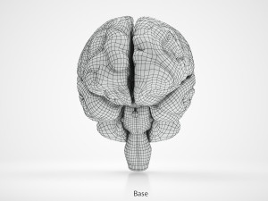 Brain Anatomy 3D Model