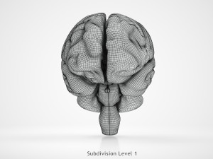 Brain Anatomy 3D Model