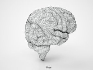 Brain Anatomy 3D Model