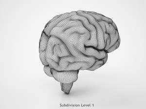 Brain Anatomy 3D Model