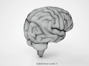 Anatomie van de hersenen 3D Model
