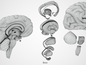 Brain Anatomy 3D Model