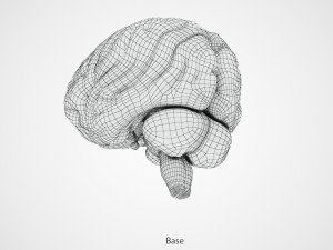 Brain Anatomy 3D Model