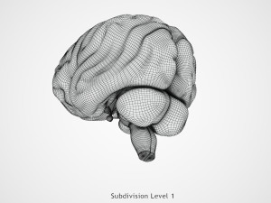 Brain Anatomy 3D Model