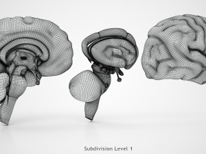 Brain Anatomy 3D Model