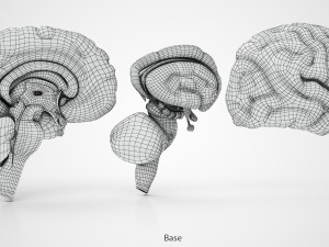 Brain Anatomy 3D Model