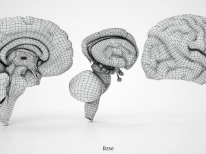Anatomie van de hersenen 3D Model