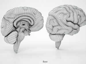 Brain Anatomy 3D Model