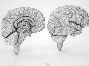 Anatomie van de hersenen 3D Model