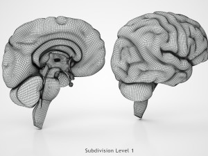 Brain Anatomy 3D Model