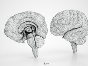 Brain Anatomy 3D Model