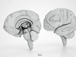 Anatomie van de hersenen 3D Model