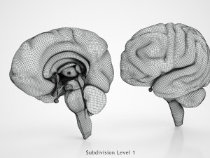Brain Anatomy 3D Model