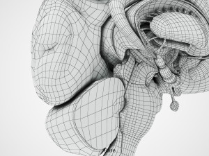 Brain Anatomy 3D Model