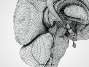 Brain Anatomy 3D Model
