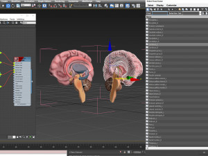 Brain Anatomy 3D Model
