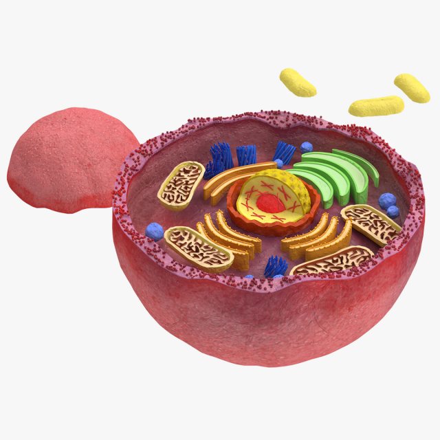 Plasma Cell Model 3D .c4d .max .obj .3ds .fbx .stl .blend 