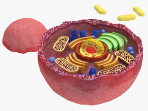 Plasma Cell 3D 模型