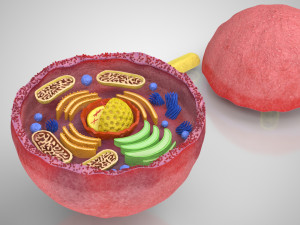 Plasma Cell Model 3D