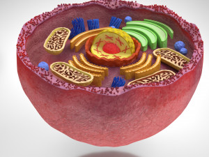 Plasma Cell Model 3D