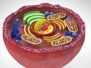 Plasma Cell Model 3D