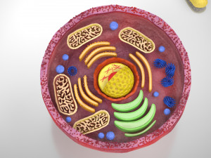Plasma Cell Model 3D