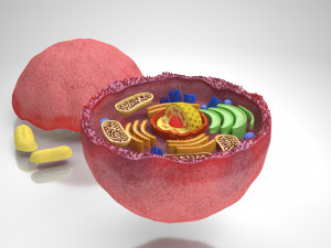 Plasma Cell Model 3D
