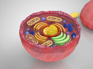 Plasma Cell Model 3D