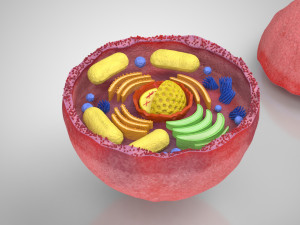 Plasma Cell Model 3D