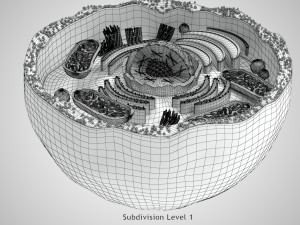 Plasma Cell Model 3D