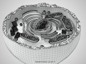 Plasma Cell Model 3D