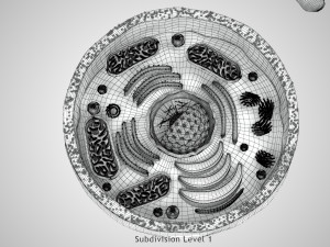 Plasma Cell Model 3D