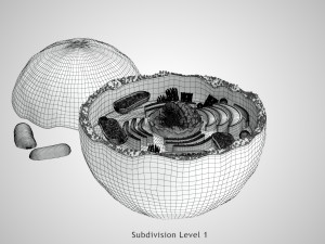 Plasma Cell Model 3D