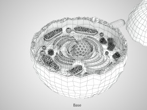 Plasma Cell Model 3D