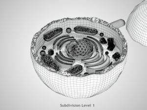 Plasma Cell Model 3D