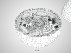 Plasma Cell Model 3D