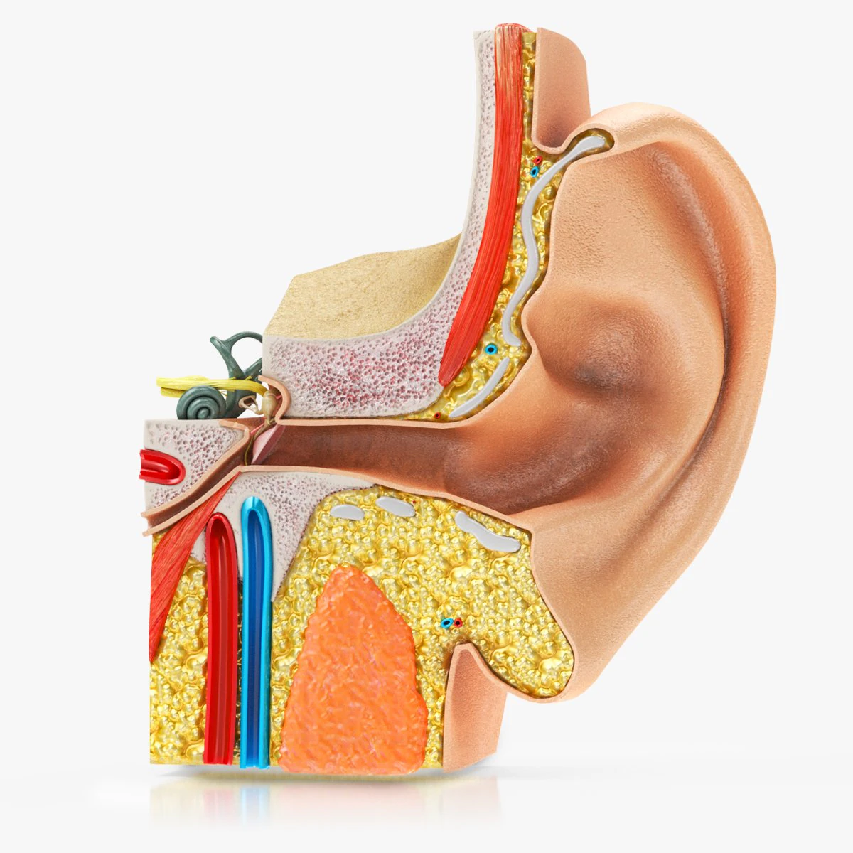 Ear Anatomy 3D Model .c4d .max .obj .3ds .fbx .stl .blend