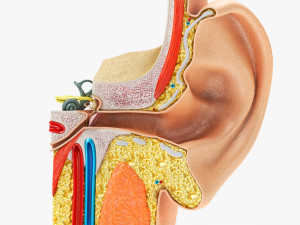 Ear Anatomy 3D 模型