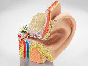 Ear Anatomy 3D Model