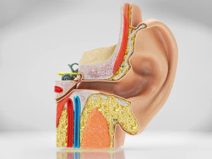 Ear Anatomy 3D Model