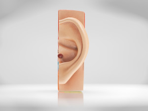 Ear Anatomy Modelo 3D