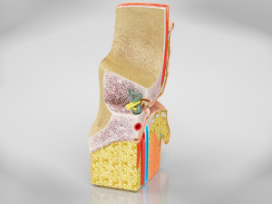 Ear Anatomy Modelo 3D