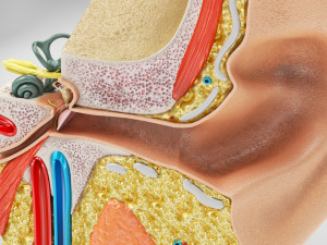 Ear Anatomy Modelo 3D