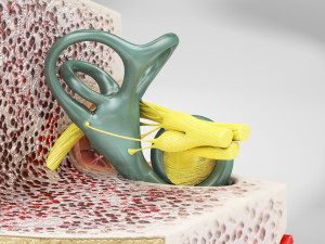Ear Anatomy Modelo 3D