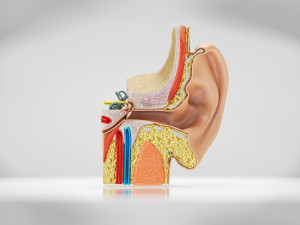 Ear Anatomy Modelo 3D
