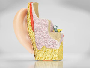 Ear Anatomy 3D Model