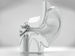 Ear Anatomy Modelo 3D