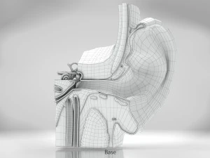 Ear Anatomy 3D Model
